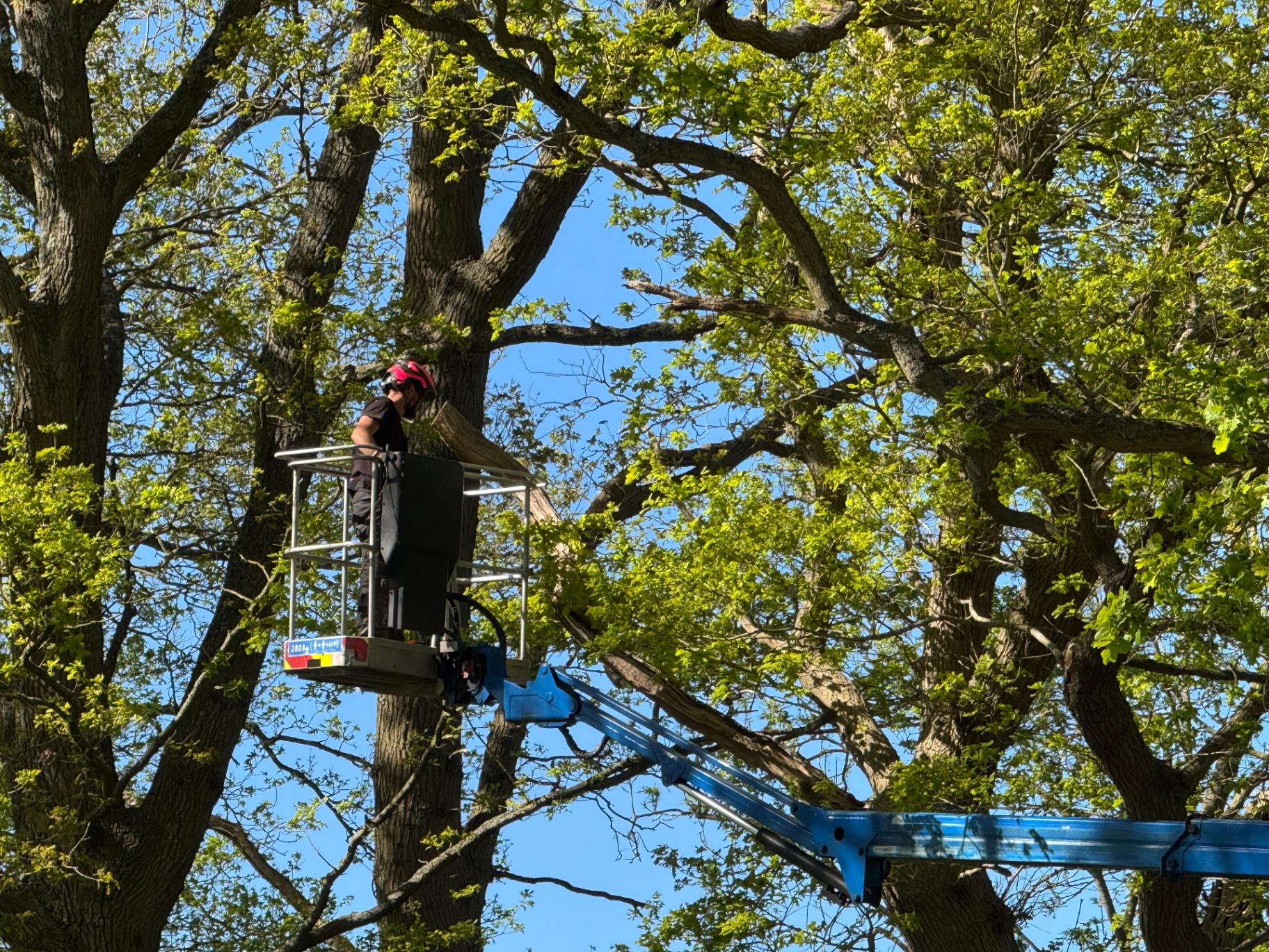 Arborist high in tree canopy
