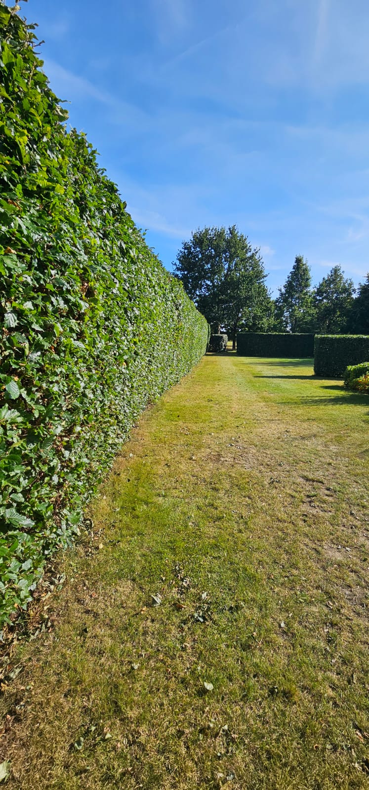 Restored garden hedge along lawn pathway