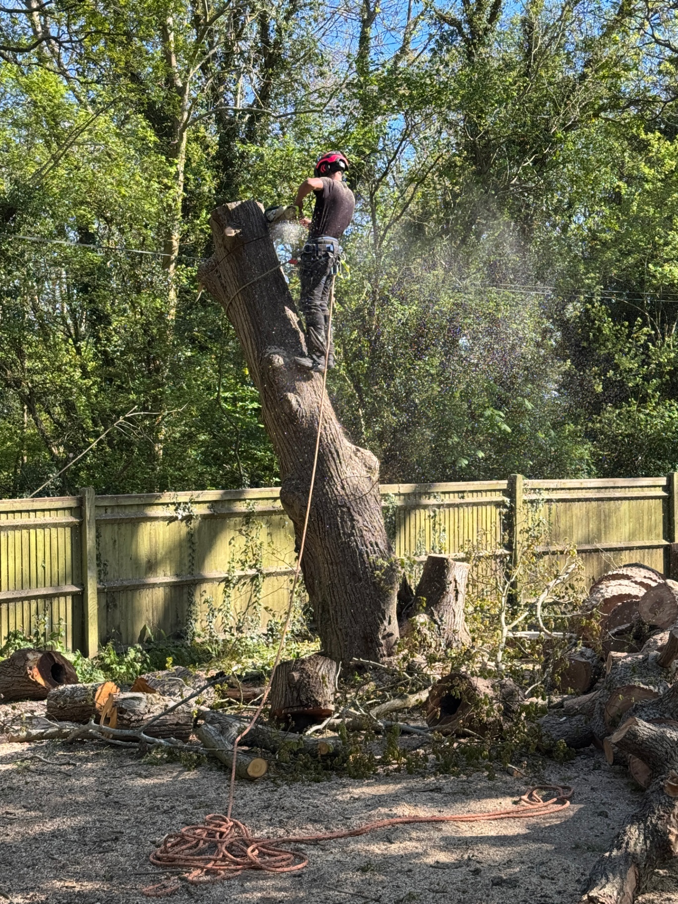 Tree surgeon dismantling a large tree trunk